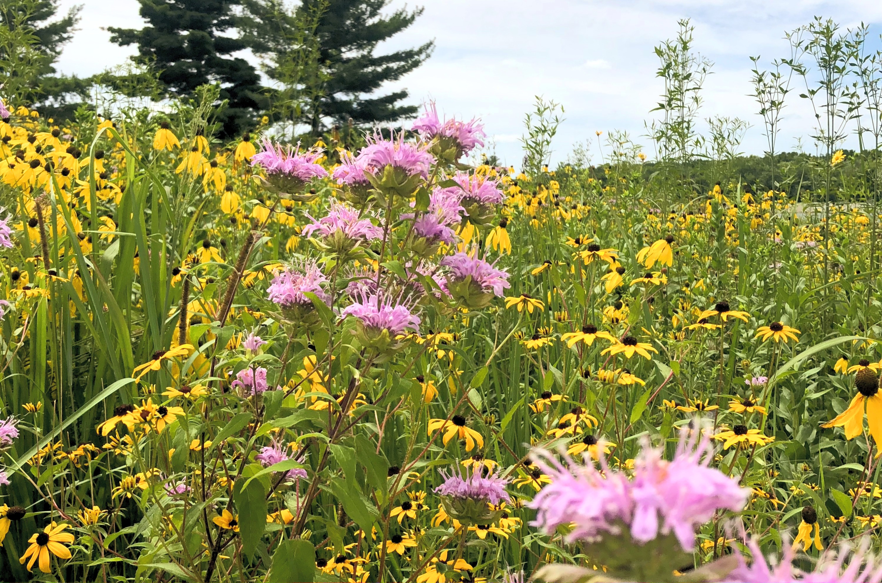 A prairie planting of pink bee balm and yellow black-eyed Susans