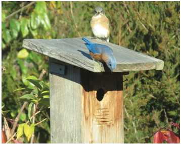 An eastern bluebird perched on top of a wooden nest box