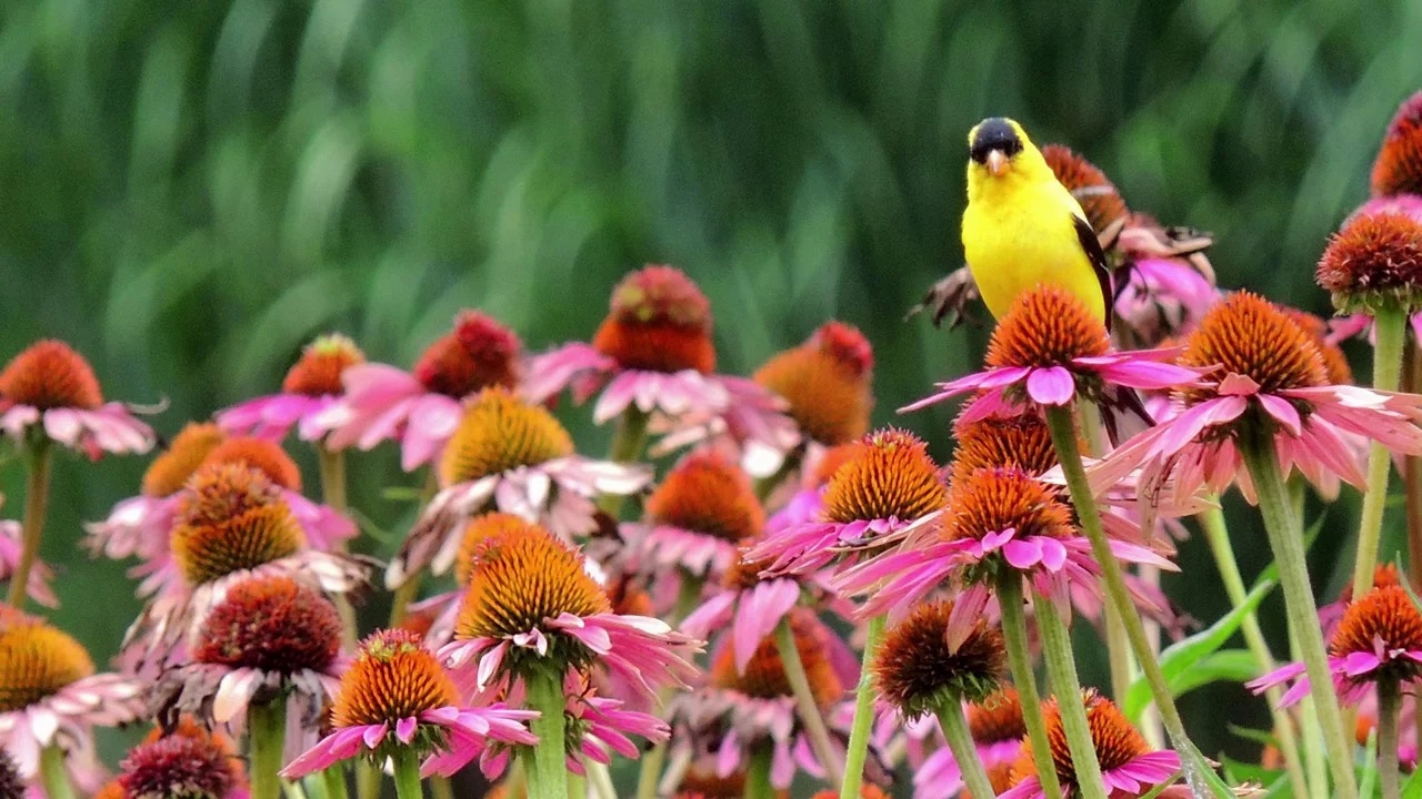 A bright yellow American goldfinch perched among purple coneflowers