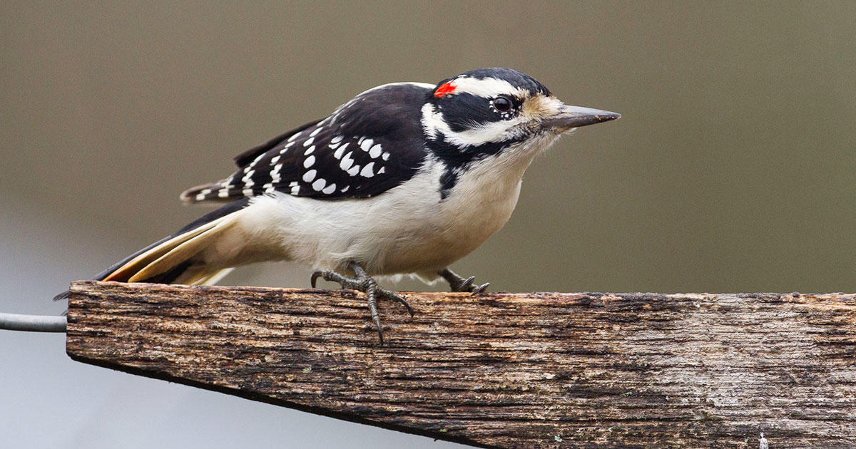 A downy woodpecker perched on a weathered wooden rail