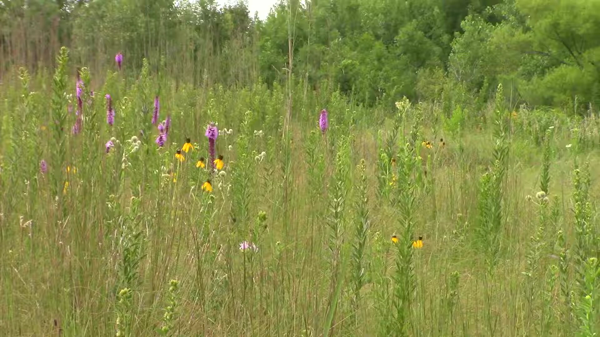 Purple blazing star and other wildflowers in a restored Iowa prairie
