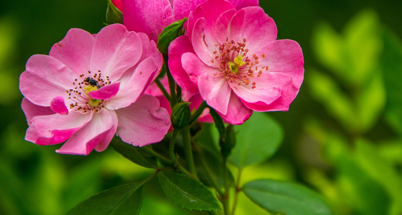 A wild prairie rose, the state flower of Iowa, blooming among prairie grasses