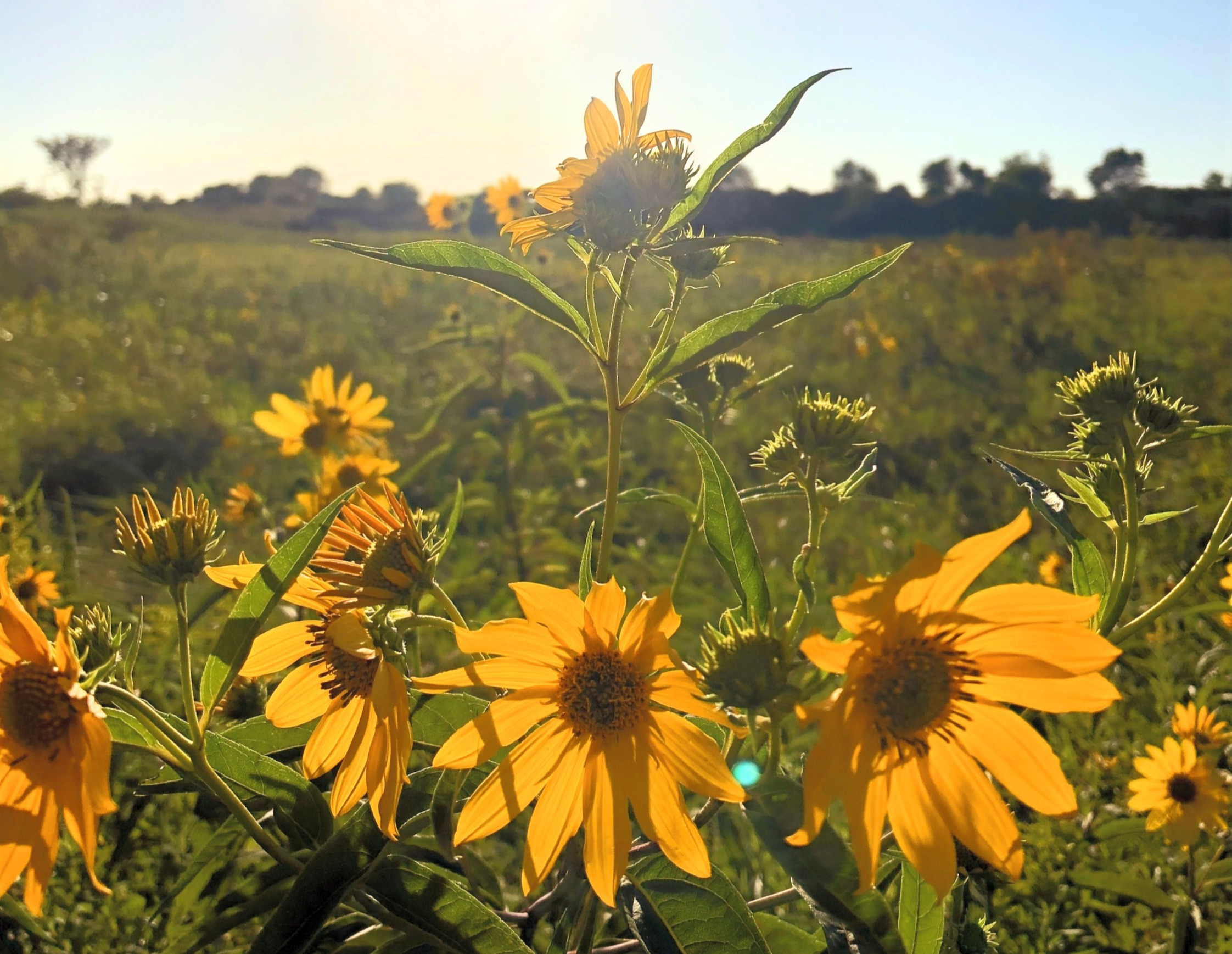 Golden native sunflowers blooming in a sunlit prairie