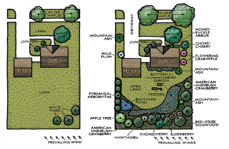 Two yard designs side by side: a mostly-lawn yard on the left versus a layered native landscape with trees, shrubs, grasses, and flowers on the right